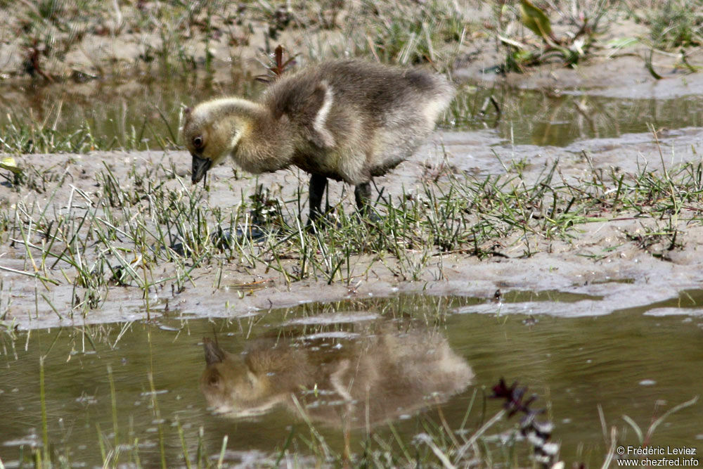 Greylag GooseFirst year, identification, Reproduction-nesting