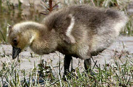 Greylag Goose