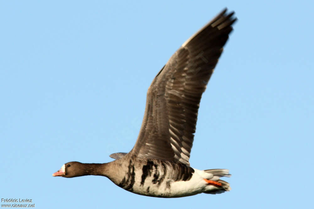 Greater White-fronted Gooseadult, Flight