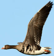 Greater White-fronted Goose