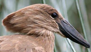 Hamerkop