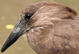 Hamerkop