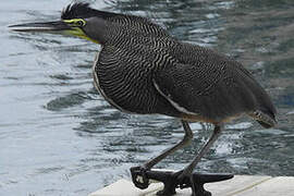 Bare-throated Tiger Heron