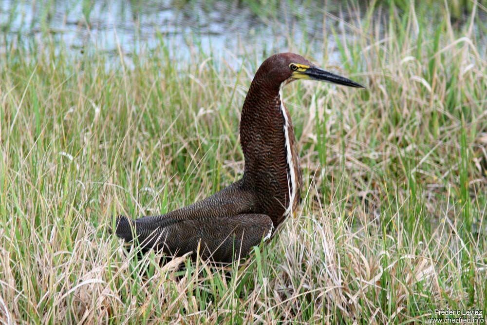 Onoré rayéadulte, identification