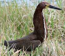 Rufescent Tiger Heron