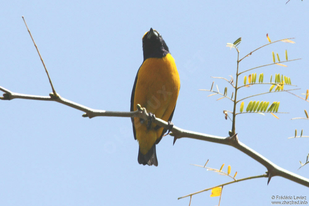 Yellow-crowned Euphoniaadult