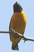 Yellow-crowned Euphonia