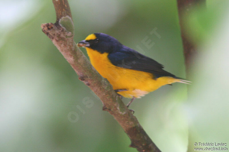 Yellow-throated Euphonia male adult