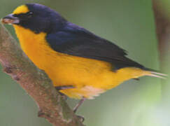 Yellow-throated Euphonia