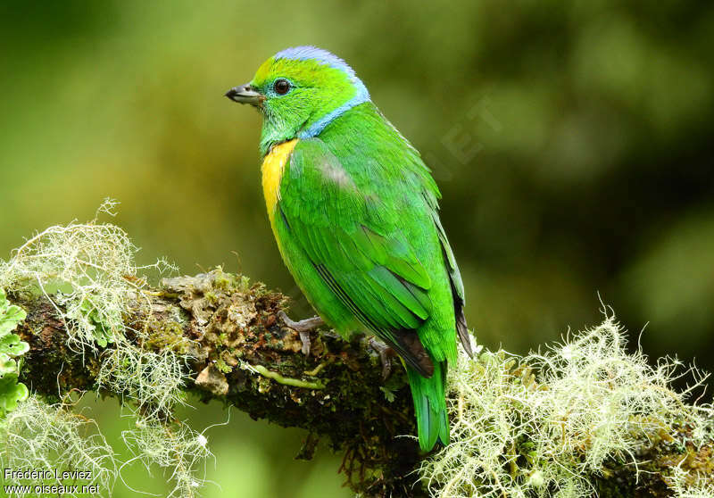 Golden-browed Chlorophonia male adult, identification