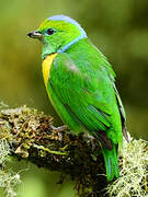 Golden-browed Chlorophonia