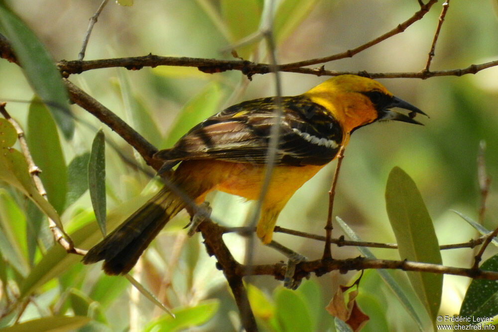 Oriole à dos rayéadulte, identification