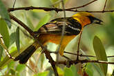 Oriole à dos rayé