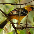 Oriole à dos rayé