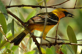 Streak-backed Oriole