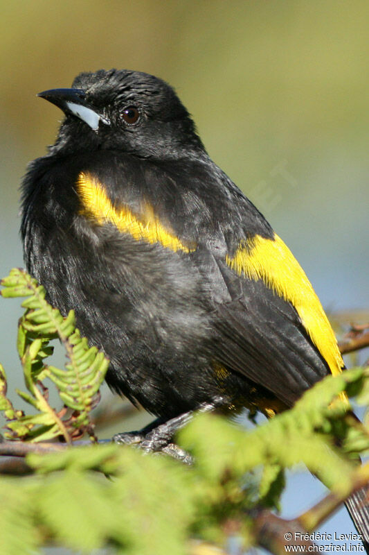 Oriole de Cubaadulte