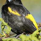 Oriole de Cuba