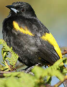 Oriole de Cuba