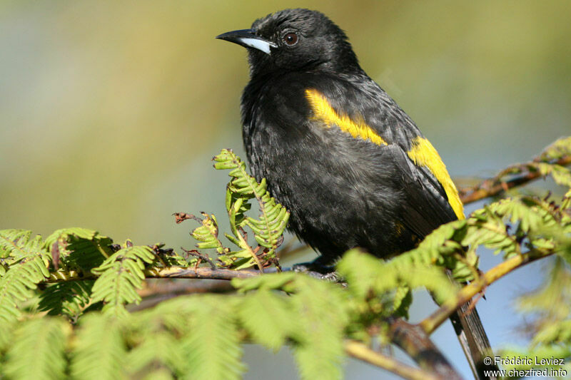 Oriole de Cubaadulte