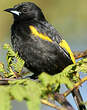 Oriole de Cuba