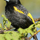 Oriole de Cuba