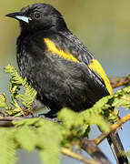 Cuban Oriole