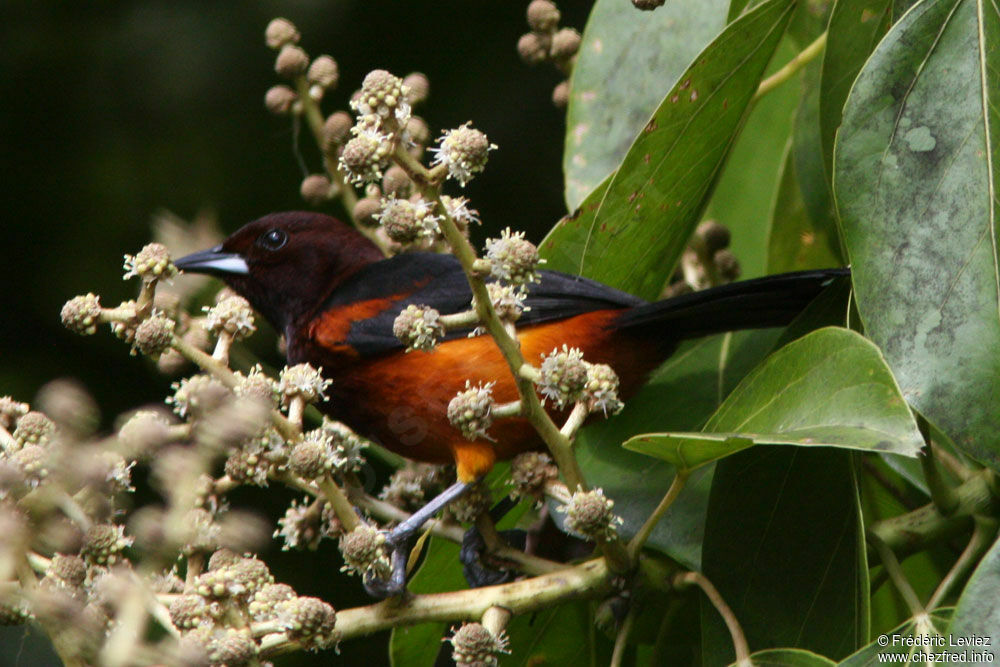 Oriole de la Martiniqueadulte, identification