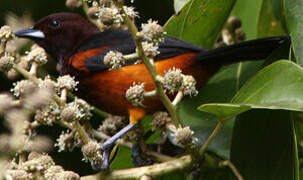 Martinique Oriole