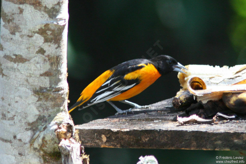 Baltimore Orioleadult, identification