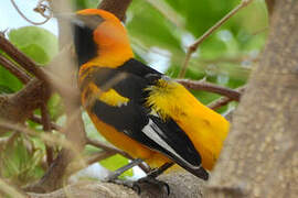 Spot-breasted Oriole