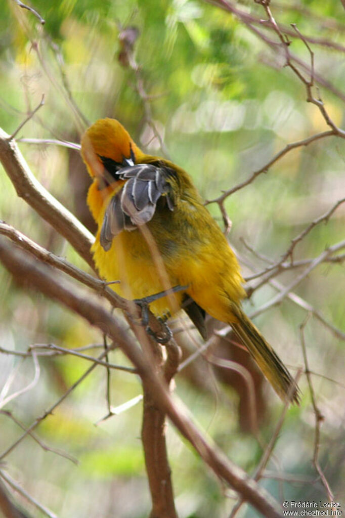 Oriole masquéadulte