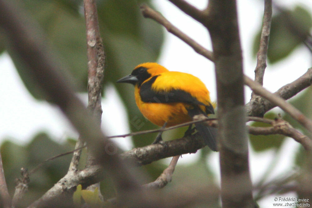 Oriole noir et oradulte, identification