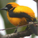 Oriole noir et or