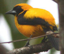 Yellow-backed Oriole