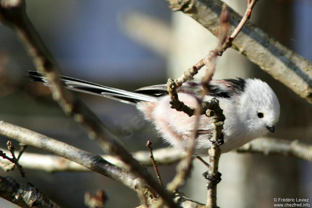 Long-tailed Titadult