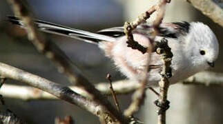 Long-tailed Tit