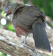 Grey-headed Chachalaca