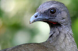 Plain Chachalaca