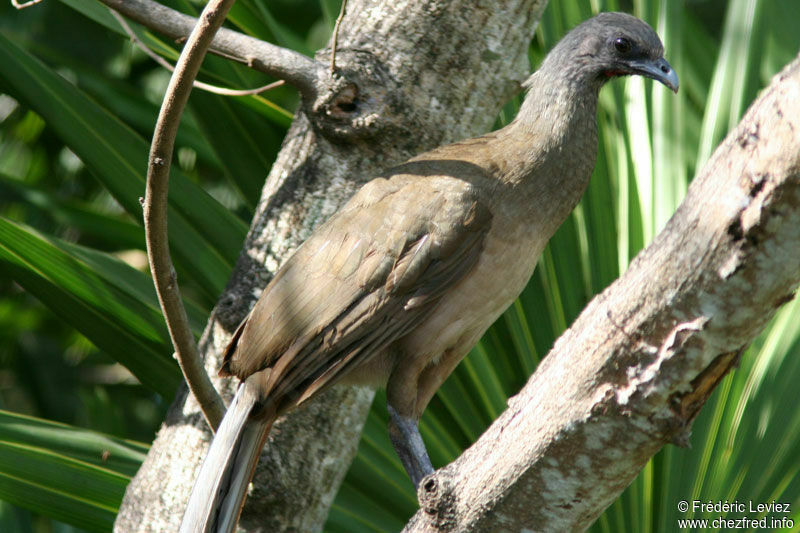 Plain Chachalacaadult