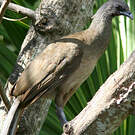 Ortalide chacamel
