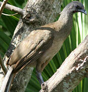 Plain Chachalaca