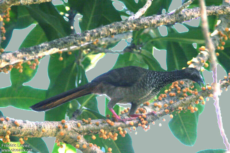 Speckled Chachalaca