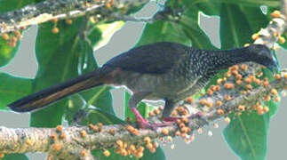 Speckled Chachalaca