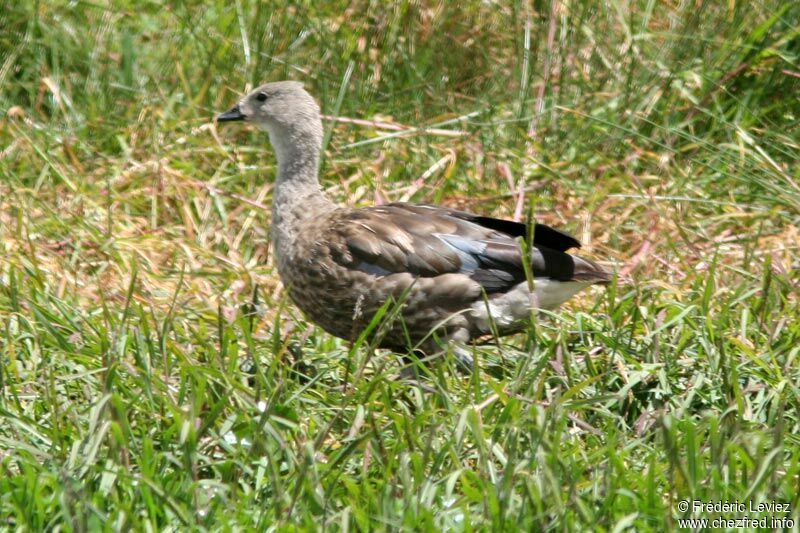 Blue-winged Gooseadult