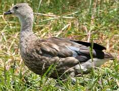 Blue-winged Goose