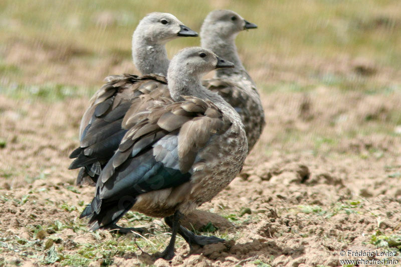 Ouette à ailes bleuesadulte