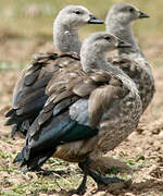 Blue-winged Goose