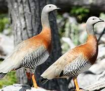 Ashy-headed Goose