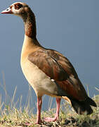 Egyptian Goose