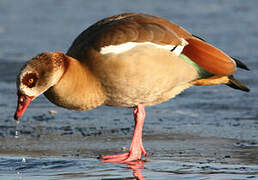 Egyptian Goose